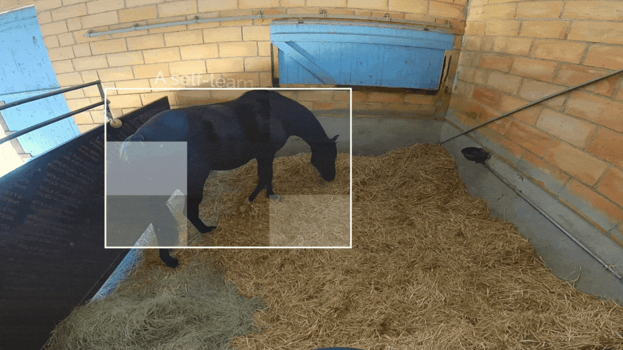 aseel-novostable-gif